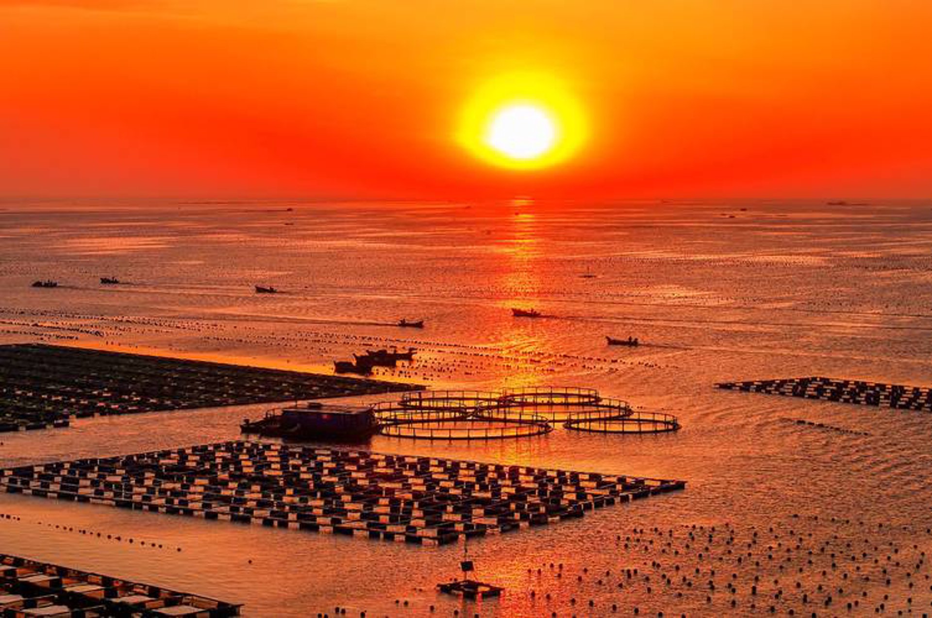 海哥苗木基地