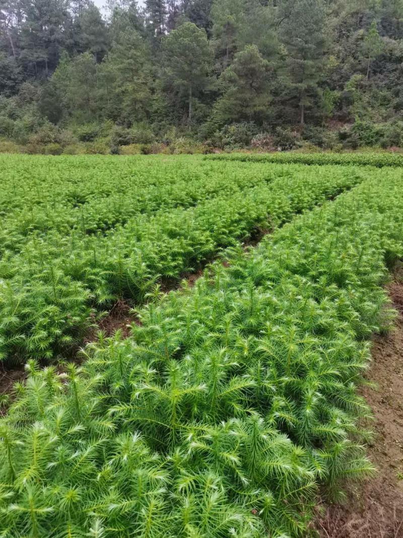 浦北苗木产业新动态：生态园林的新希望