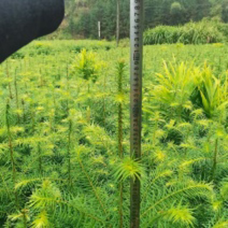 苗木行业最新趋势与前景分析