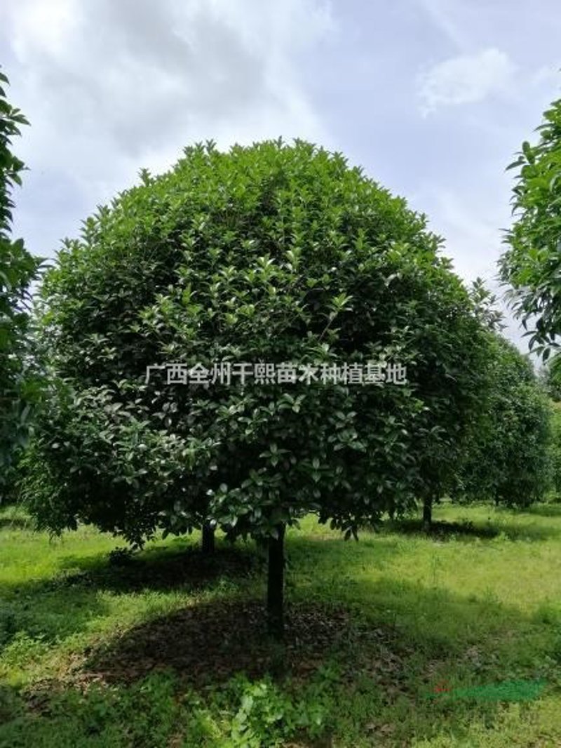 苗木产业新趋势：海哥视角下的春天