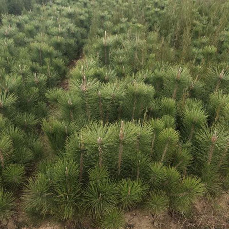 走进果树苗基地：现代农业的新篇章