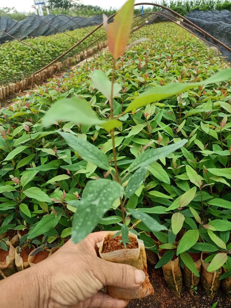选购绿化树苗批发指南