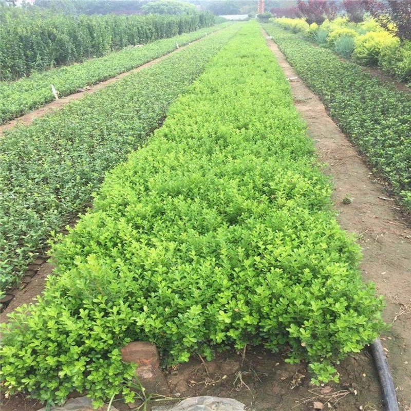 走进现代化果园基地：果树苗的摇篮