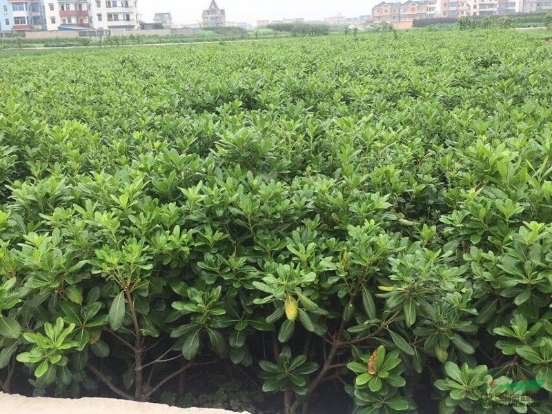 绿化树苗批发：让城市绿意盎然的秘密武器