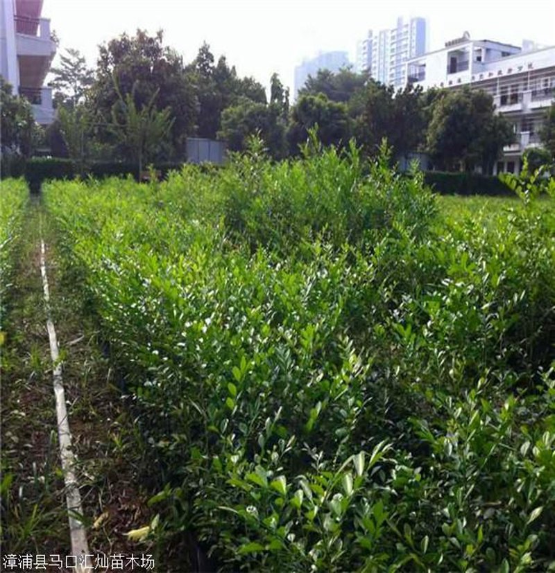 浦北苗木：打造美丽家园的新绿源