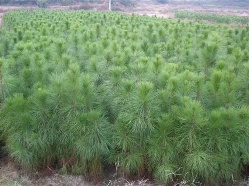 选购苗木的诀窍：海哥苗木