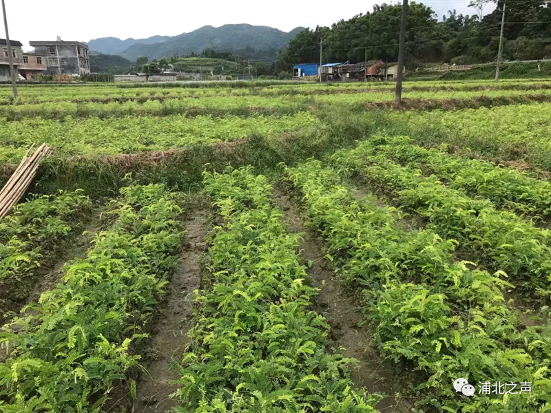 选购果树苗基地全攻略