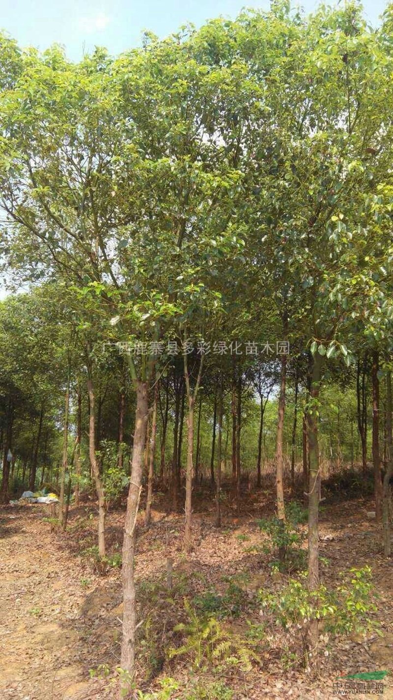 北通镇苗木产业动态：绿色经济的新希望