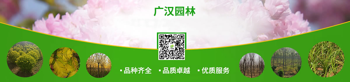 海哥园林苗木